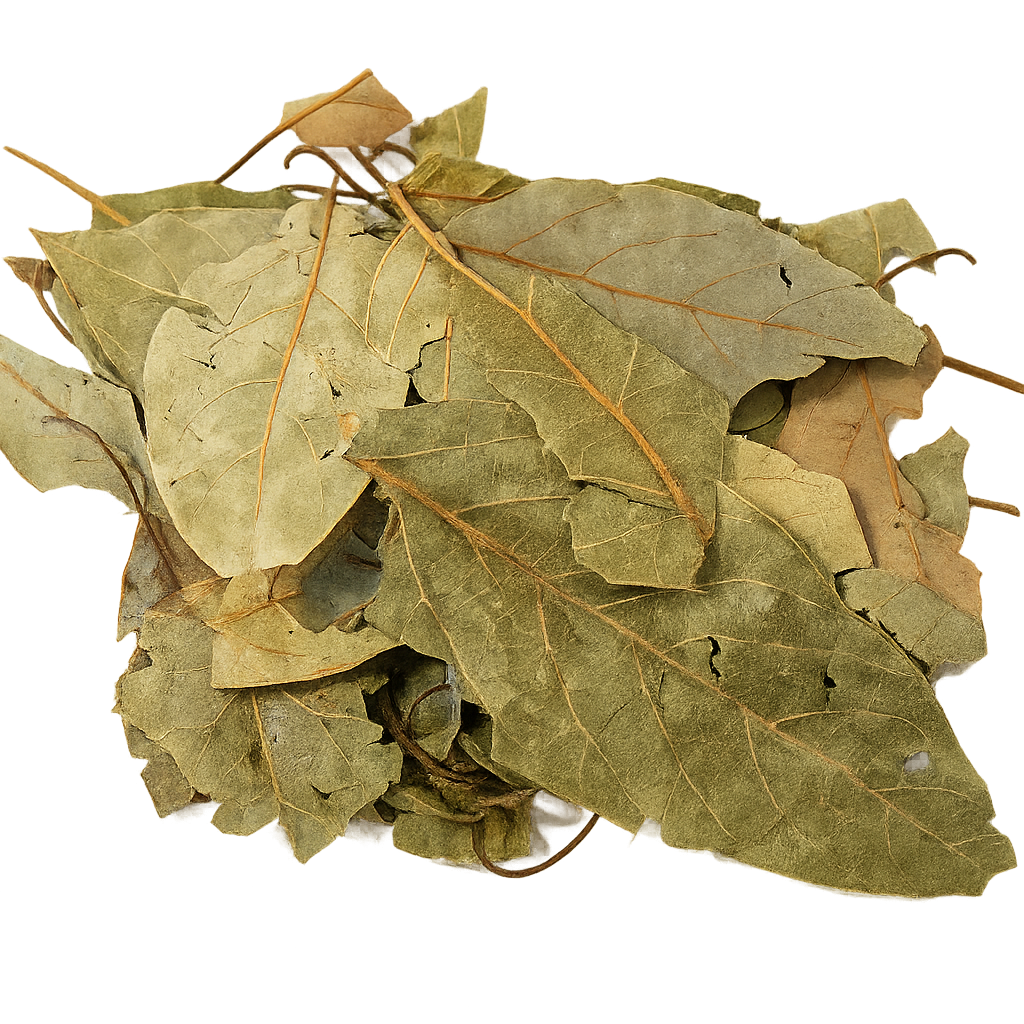 Hoja de Aguacate Deshidratada